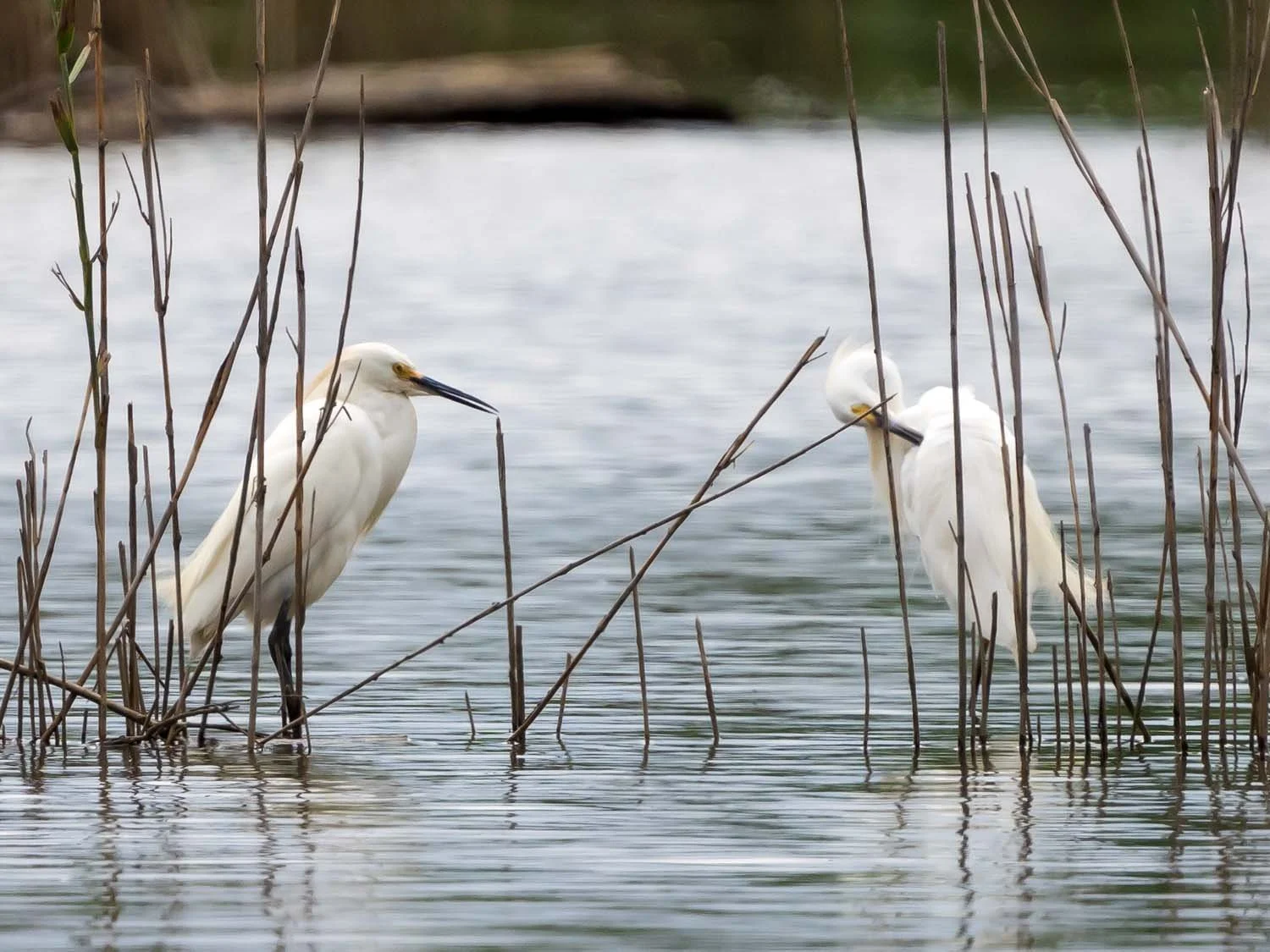 Snowy Egrets — Susan Kirby